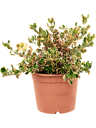 Lush Mirror Bush Coprosma repens 'Pink Splendor' Indoor House Plants