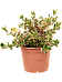 Lush Mirror Bush Coprosma repens 'Pink Splendor' Indoor House Plants