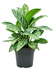 Shade-loving Chinese Evergreen Aglaonema 'Stripes' Indoor House Plants