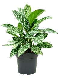 Shade-loving Chinese Evergreen Aglaonema 'Stripes' Indoor House Plants