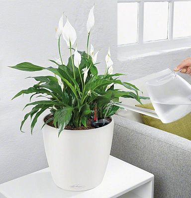 LECHUZA CLASSICO LS Round Poly Resin Self-watering Planter