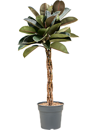 Ficus elastica 'Burgundy'