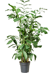 Lush Fishtail Palm Caryota mitis (650-725) Indoor House Plants