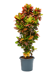 Colorful Croton (Codiaeum) variegatum 'Petra' Indoor House Plants