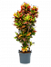 Colorful Croton (Codiaeum) variegatum 'Petra' Indoor House Plants