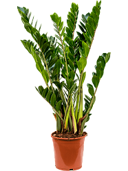 Lush ZZ Plant Zamioculcas zamiifolia Indoor House Plants