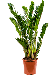 Lush ZZ Plant Zamioculcas zamiifolia Indoor House Plants