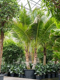 Tropical Coconut Cocos nucifera Tall Indoor House Plants Trees