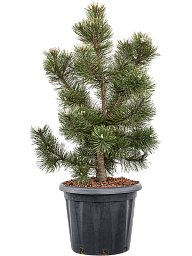 Showy Mountain pine Pinus uncinata 'La Cabana' Outdoor Plants