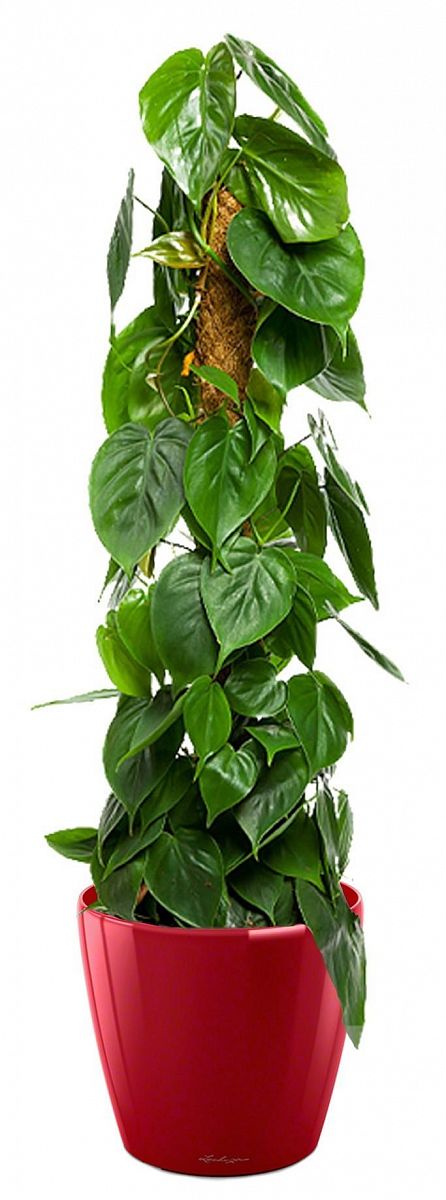 Philodendron Scandens in LECHUZA CLASSICO LS Self-watering Planter, Total Height 160 cm
