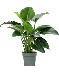 Lush Heart-Leaf Philodendron 'Green Beauty' Indoor House Plants