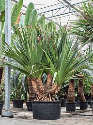 Screw Pine Pandanus utilis