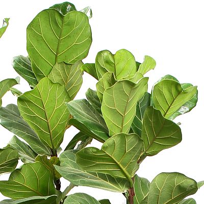 Lush Fiddle Leaf Fig Ficus lyrata Indoor House Plants