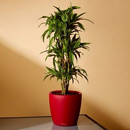 Dracaena Fragrans Lemon Lime in LECHUZA CLASSICO LS Self-watering Planter, Total Height 140 cm