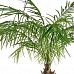 Palm Phoenix Flame Retardant Artificial Tree Plant