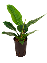 Lush Heart-Leaf Philodendron 'Imperial Green' Indoor House Plants