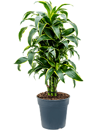 Insta-friendly Corn Plant Dracaena fragrans 'Dorado' Tall Indoor House Plants Trees