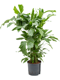 Lush Fishtail Palm Caryota mitis (650-725) Indoor House Plants