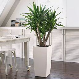 LECHUZA CUBICO Color Square Tall Poly Resin Self-watering Planter