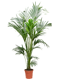 Lush Kentia Palm Howea forsteriana Indoor House Plants