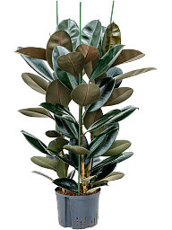 Lush Rubber Plant Ficus elastica 'Abidjan' Indoor House Plants