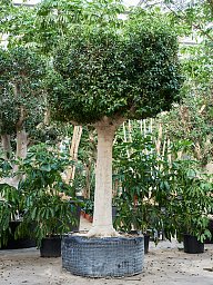 Lush Weeping Fig Ficus microcarpa ‘Nitida’ Tall Indoor House Plants Trees