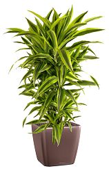 Dracaena Fragrans Lemon Lime in LECHUZA QUADRO LS Self-watering Planter, Total Height 150 cm