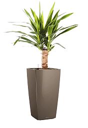 Yucca in LECHUZA CUBICO Self-watering Planter, Total Height 70 cm