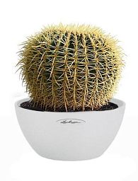 Echinocactus Gruzonii in LECHUZA CUBETO Stone Self-watering Planter, Total Height 35 cm