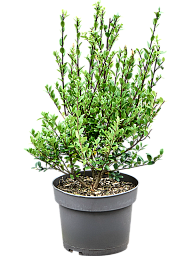 Cute Japanese Holly Ilex crenata 'Dark Green'