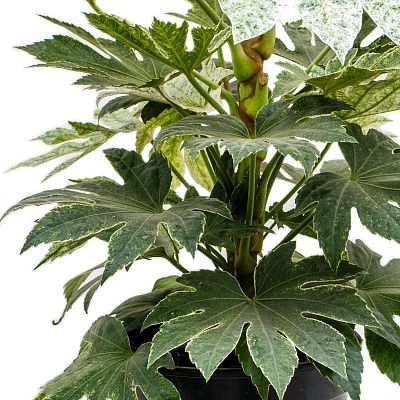 Lush Japanese Aralia Fatsia japonica 'Spider Web' Indoor House Plants