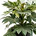 Lush Japanese Aralia Fatsia japonica 'Spider Web' Indoor House Plants