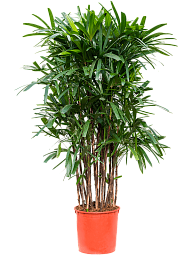 Tropical Lady Palm Rhapis excelsa Indoor House Plants