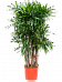 Tropical Lady Palm Rhapis excelsa Indoor House Plants
