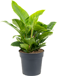Lush Heart-Leaf Philodendron 'Imperial Green' Indoor House Plants