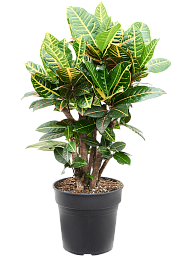Colorful Croton (Codiaeum) variegatum 'Petra' Indoor House Plants