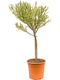 Easy-Care African Milk Tree Euphorbia fiherenensis Indoor House Plants