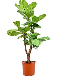 Lush Fiddle Leaf Fig Ficus lyrata Indoor House Plants