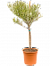Easy-Care African Milk Tree Euphorbia fiherenensis Indoor House Plants