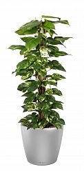 Easy-Care Fern Epipremnum aureum Golden Pothos in LECHUZA CLASSICO LS Self-watering Planter, Total Height 160 cm Indoor House Plants