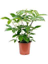 Cheerful Umbrella Tree Schefflera actinophylla 'Amate' Indoor House Plants