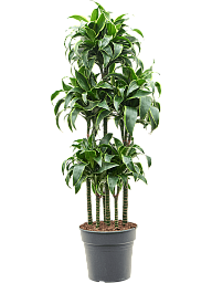 Insta-friendly Corn Plant Dracaena fragrans 'Dorado' Tall Indoor House Plants Trees