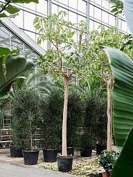 Tropical Ombu Phytolacca dioica (500-600) Tall Indoor House Plants Trees