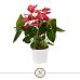 Anthurium Livium Ruby