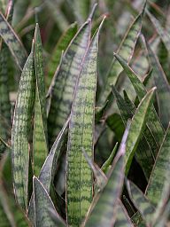 Easy-Care Snake Plant Sansevieria kirkii Indoor House Plants
