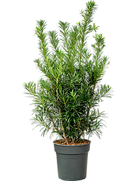 Lush Kusamaki Podocarpus macrophyllus Indoor House Plants