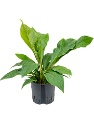 Lush Flamingo Flower Anthurium elipticum 'Jungle Bush' Indoor House Plants