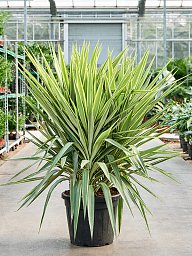 Photogenic Spineless Yucca Yucca elephantipes 'Jewel' (120-140) Indoor House Plants
