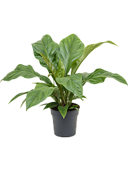 Lush Flamingo Flower Anthurium elipticum 'Jungle Bush' Indoor House Plants