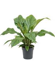 Lush Flamingo Flower Anthurium elipticum 'Jungle Bush' Indoor House Plants